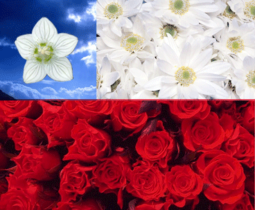 sp15-bandera-chile-flores
