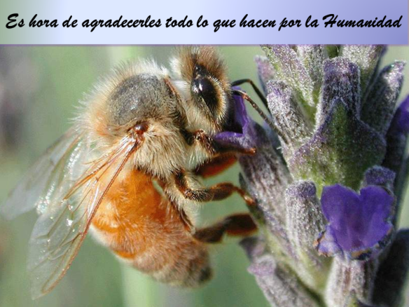 Haz algo por las abejas